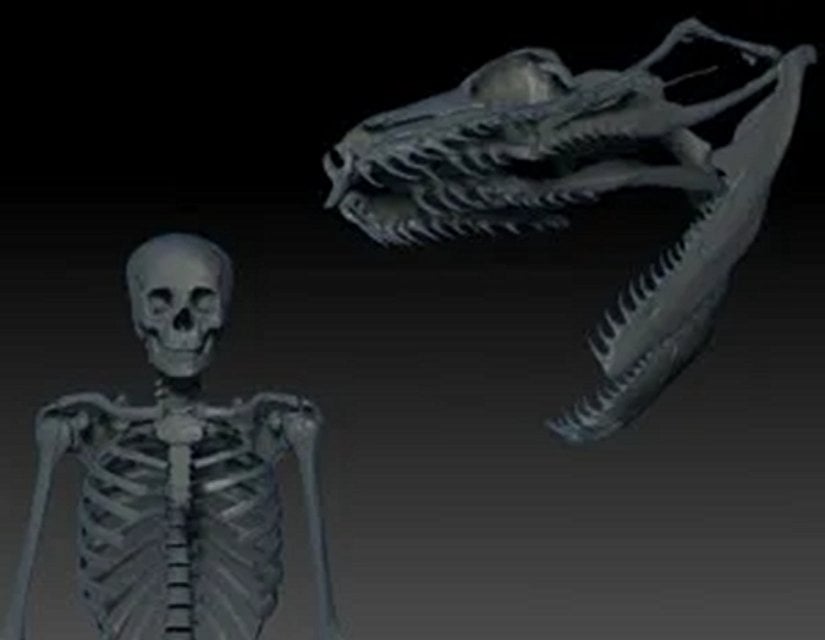 Bir Boa yılanının kafatası, Titanoboa'nın muhtemel kafatası boyutu ile ile aynı boyuta getirilmiş ve 3-D kullanılarak insan iskeletiyle karşılaştırılmıştır.