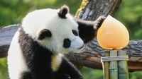 Photos show twin giant panda cubs celebrating their first birthday in Berlin zoo