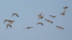 Yeşilbaş (Anas platyrhynchos)