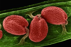 Bitkilerde Tohum Büyüklüğünü Kontrol Eden Yeni Bir Mekanizma Keşfedildi!