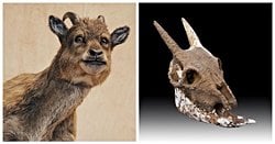 Myotragus balearicus isminde nesli tükenmiş bir keçi türü varmış ve mağaralarda yaşadığı için soğukkanlı olduğu söyleniyor. Bir memeli olduğu halde bu gerçekten mümkün mü?