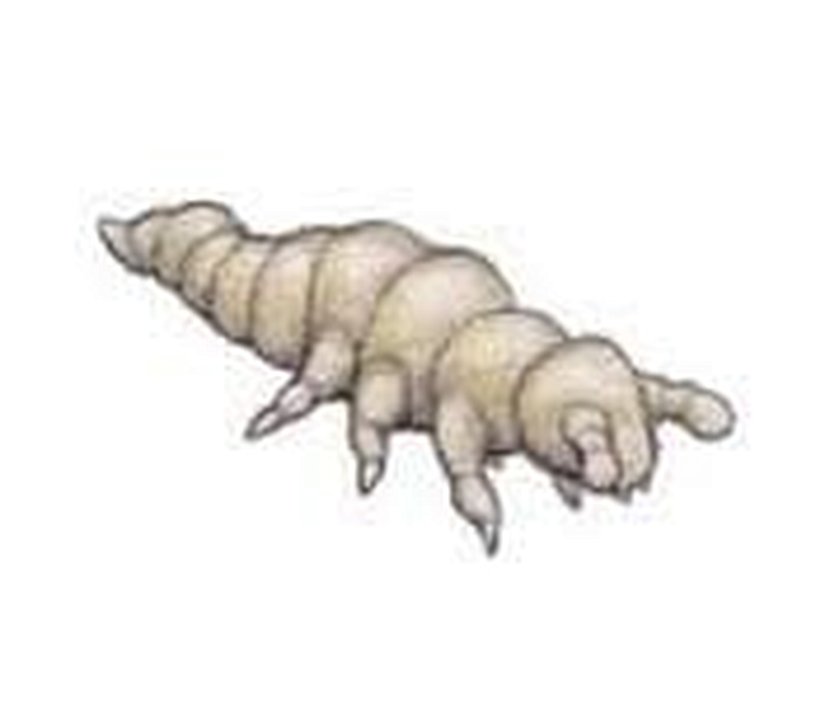 Rhyniella praecursor