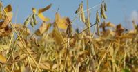 Struggling soybean farmers look to Washington for help on tariffs, but resources less available this time