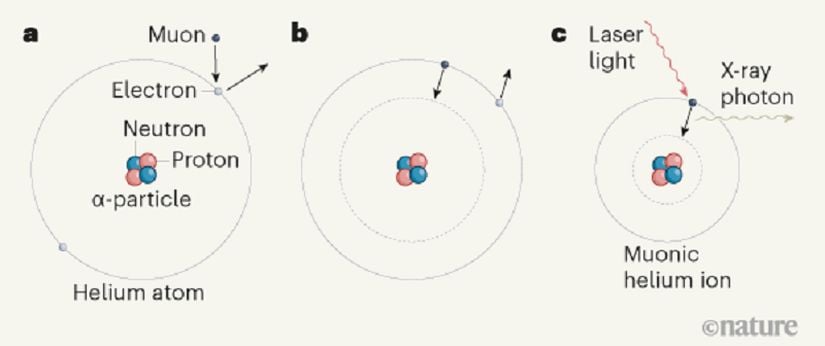 Şekil 1 /  Helyum çekirdeğinin boyutunu ölçmek. a, Helyum atomunun α parçacığı olarak da bilinen çekirdeği, iki elektronla çevrili iki proton ve iki nötrondan oluşur. Krauth, bir müonun dışarı atılarak helyum atomundaki bir elektron ile yer değiştirdiği bir deney yürüttü. b, Bu müon aşamalı olarak çekirdeğe yaklaştı ve atomdaki ikinci elektronu dışarı ittirdi. c, Bu sürecin sonunda α parçacığından ve bir müondan oluşan pozitif yüklü müonik helyum iyonu elde edildi. Araştırmacılar bu oluşumdan kısa bir süre sonra bu iyona bir lazer ışını ile ateş ettiler. Bazı durumlarda, müon çekirdeğe daha fazla yaklaşarak tek bir X-ray fotonu üretti. Araştırmacılar bu X-ray emisyonunu analiz ederek helyum çekirdek boyutunu daha önce görülmemiş bir hassasiyetle hesaplamayı başardılar.