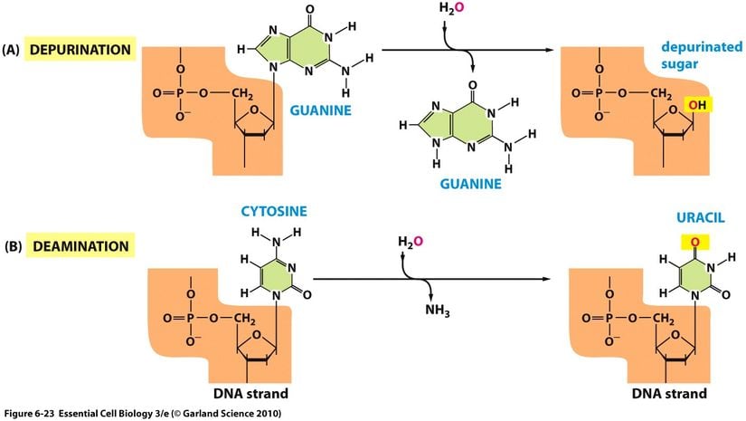 DNA eşlenmesi sırasında en sık gerçekleşen hatalar depürinasyon ve deaminasyon