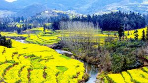 China's Spring Flower Viewing Tourism Experiences Remarkable Growth