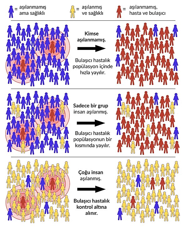 Mavi insan: Bağşıklık kazanmamış sağlıklı birey, Sarı insan: Bağışıklık kazanmış sağlıklı birey, Kırmızı insan: Bağışıklık kazanmamış hasta birey. En üstteki görselde bağışıklık kazanmamış insan topluluğunda hastalığın yayılışı görülüyor. Ortadaki görselde bağışıklık kazanmış bazı bireyler ile bağışıklığı olmayan çoğunluk bireyler hastalığı yayıyor. En alttaki görselde ise; topluluğun büyük kısmının bağışıklığı olduğu için hastalık yayılamıyor.