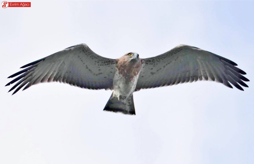 Önden bakıldığında köşeli kanat kenarları dikkat çeker. Desenlerine bakılırsa oldukça genç duruyor.