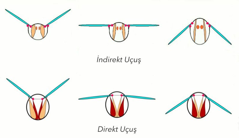 Uçma tipleri ve hareketi.