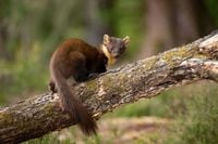 Pine martens officially return to Exmoor for first time in 100 years | ITV News