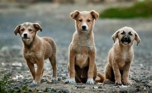 Supreme Court Orders Removal Of Delhi’s Stray Dogs