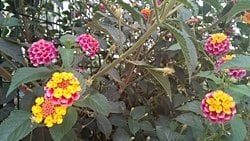 Ağaç mineleri (Lantana)