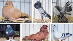 Dizilenen Güvercin Genomu, Darwin'i Bir Kere Daha Haklı Çıkardı!