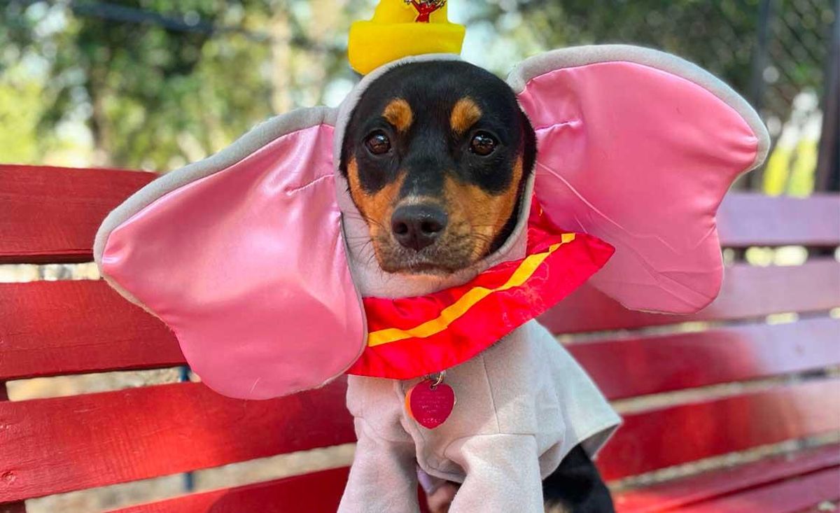 Pets Steal The Show This Halloween The Pinnacle Gazette