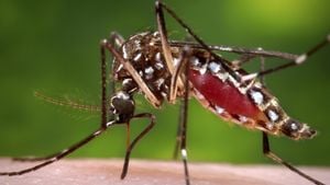 Bangladesh Faces Severe Dengue Fever And Chikungunya Crisis