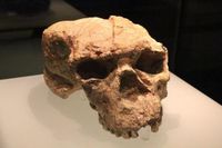 1 million-year-old Yunxian skull redefines human evolution and Denisovan origin