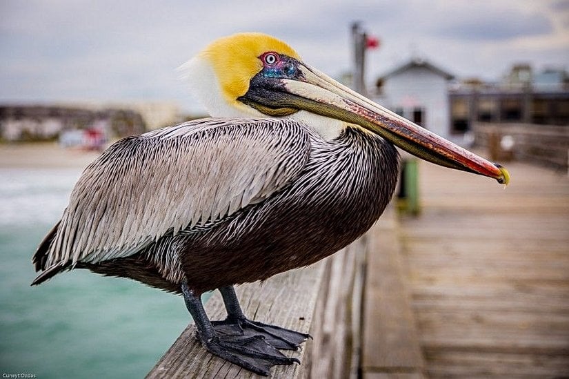 Tüm hakları saklıdır.