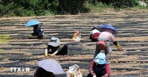 South Korea Declares Disaster As Gangneung Faces Drought