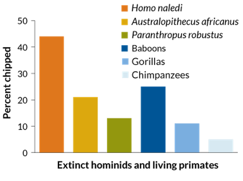 Bu grafikte yaşayan primatlar ve yok olmuş hominidlerdeki diş çentiklerinin oranlarını görüyorsunuz. Homo naledi türüne ait oran barı oldukça yüksek gözükmektedir.