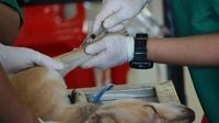 Vaccination crucial as rabies threatens communities