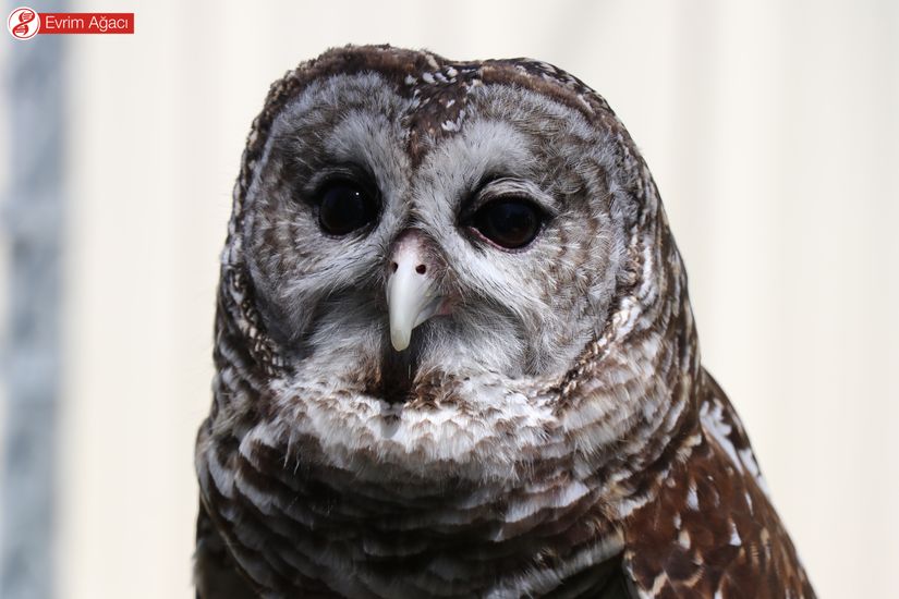 Çizgili baykuş (Strix varia) erişkin birey.