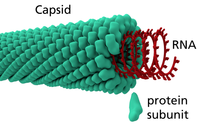 3D Model of a Helical Capsid Structure of a Virus