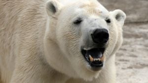 Courageous Canadian Man Takes Down Polar Bear To Save Wife