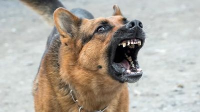 Köpekler Havlarken Ne Söylemeye Çalışıyor?