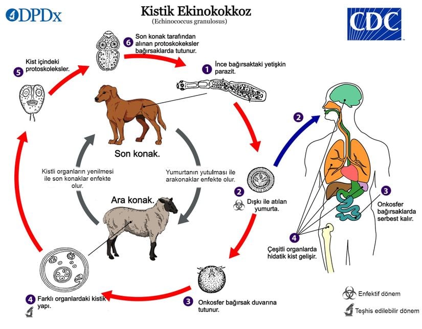 Echinococcus granulosus yaşam döngüsü.