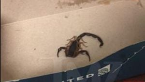 Woman Stung By Scorpion At Logan Airport Raises Safety Concerns