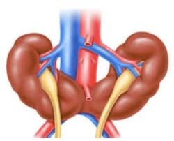 Horseshoe kidney(atnalı böbrek) açabileceği sıkıntılar ve nasıl önlem alınır?