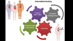 Aralıklı Beslenme ve Aralıklı Oruç: Doğru Anlam, Yanlış Çeviri ve Potansiyel Riskler