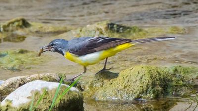 Dağ kuyruksallayanı (Motacilla cinerea)