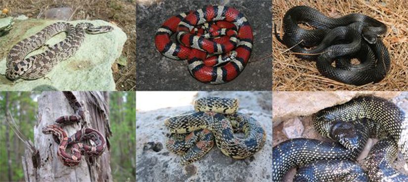 Görsel 1: Yeni Dünya Keme Yılanlarını temsil eden türler (Lampropeltini). Sol üstten saat yönüne doğru: Pituophis catenifer, Lampropeltis triangulum, Pantherophis alleghaniensis, L. splendida, Rhinocheilus lecontei, Pantherophis guttatus.