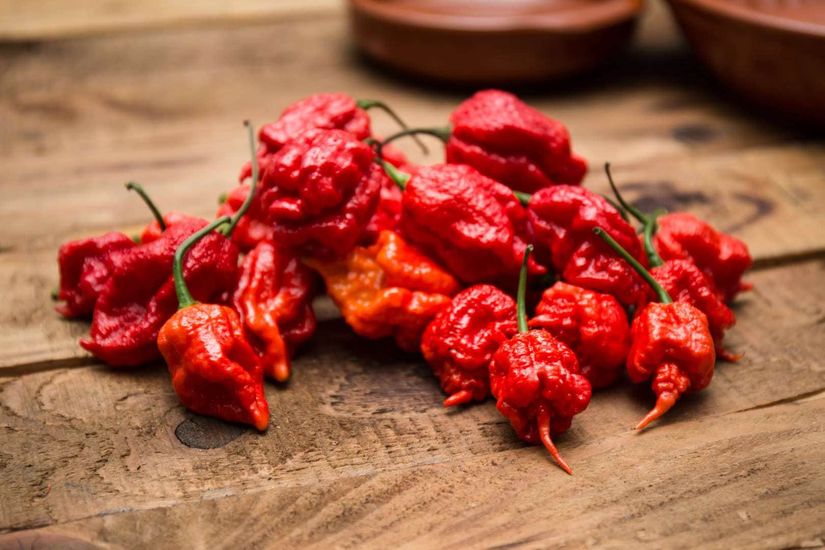 Dünyanın en acı biberi olarak kabul edile Carolina Reaper