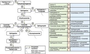 New Insights Linking CerS6 To Kidney Damage In Diabetes