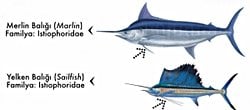 Kılıç Burunlu Balıkların Farkları