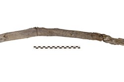 Yunanistan’da 430 Bin Yıllık Ahşap Aletler Bulundu: Bilinen En Eski Örnekler.