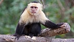 Genç Kapuçinler, Başka Bir Maymun Türünün Yavrularını Kaçırıyor!