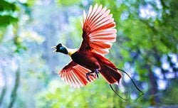 Cennet Kuşları Eşlerini Çekmek İçin Gizli Biyofloresans Kullanıyor!