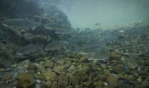 Salmon Revel In Historic Return After Dam Removals