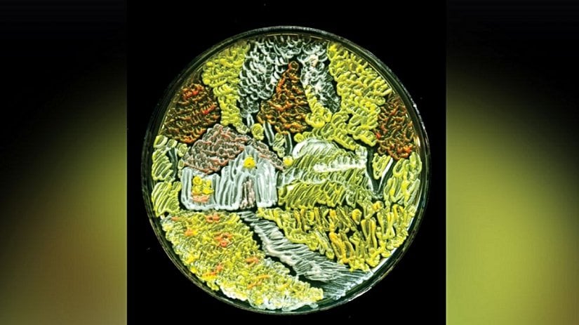 Harvest Season (Hasat Zamanı)