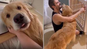 Golden Retrievers Shine With Heartwarming And Hilarious Moments