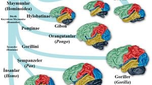 Eski Dünya Maymunları ve İnsanlarda Beynin Evrimi: İri Beyinlerimiz Nereden Geliyor?