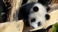 Berliner Zoo: Ab sofort sind die Panda-Zwillinge Leni und Lotti auch draußen zu sehen - WELT