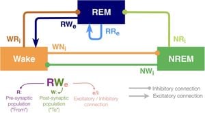 Revealing The Role Of NDNF+ Interneurons During Sleep