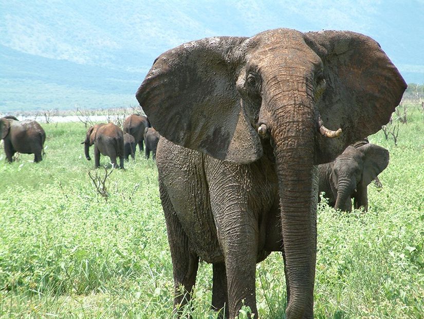 Güney Afrika'daki Pongola Vahşi Yaşam Koruma Alanı'ndaki bir fil sürüsünün dişi lideri olan Buga, yıllar önce yakalanmış ve yeri değiştirilmiş. Bu travmanın devam eden anıları, yıllar sonra onun bir araştırmacının fazla yaklaşan arabasına saldırıp ters çevirmesini tetiklemiş olabilir. (Fotoğraf: Brad Carter. Graeme Shannon’un izniyle)