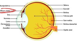 Siliyer cismi (kirpiksi cisimcik) istemli kontrol edebilen var mı?
