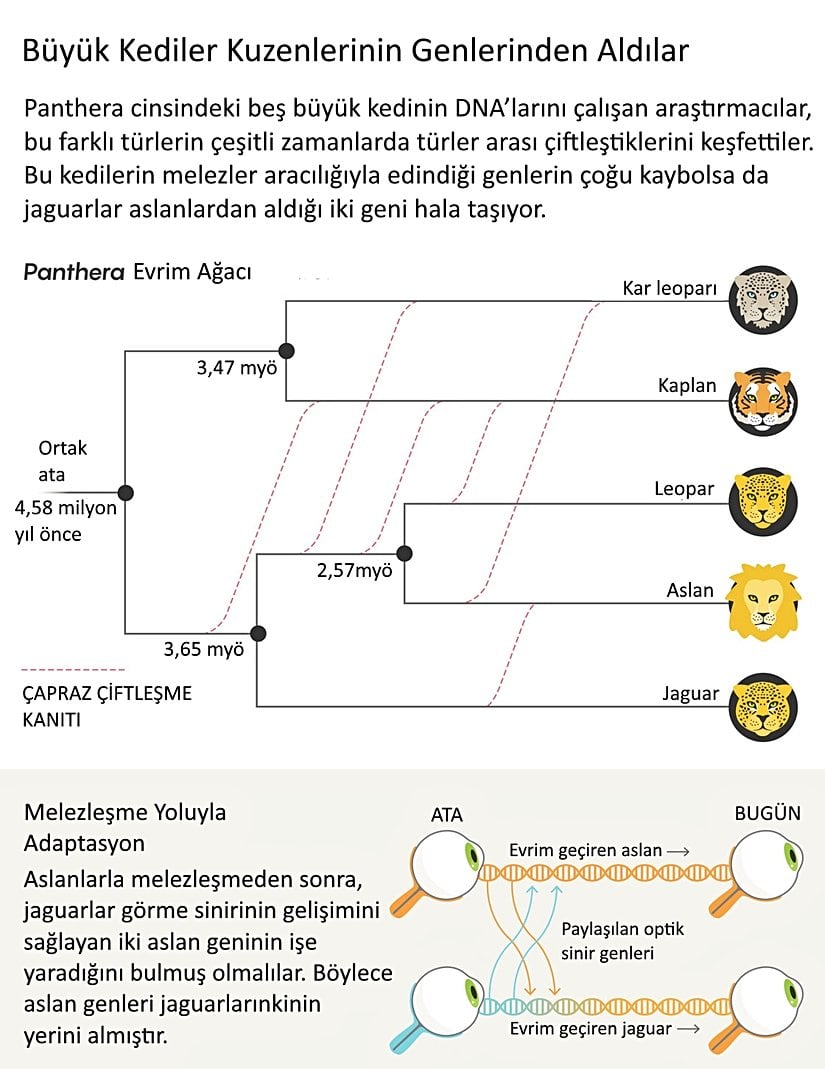 Görsel 3. Büyük kediler kuzenlerinin genlerinden aldılar.