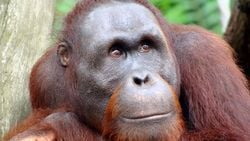 Orangutanlar ve İnsanların Yüz İfadeleri Arasındaki Benzerlikler